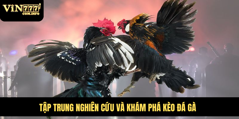 Tập trung nghiên cứu và khám phá kèo đá gà