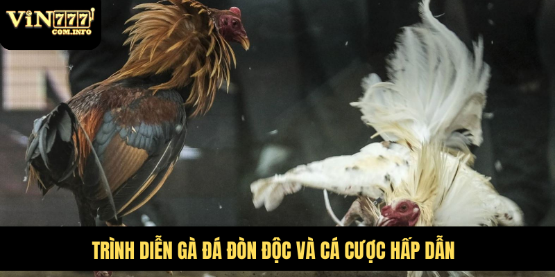 Trình diễn gà đá đòn độc và cá cược hấp dẫn
