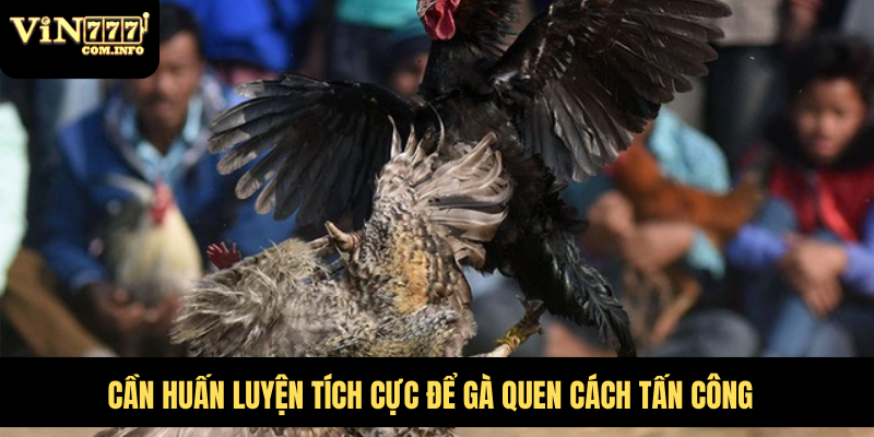 Kỹ thuật đá gà, tấn công cực nhanh và chuẩn